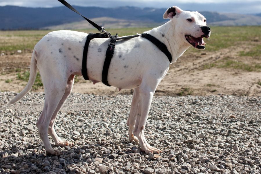Fritzi steht angeleint vor der Kamera.