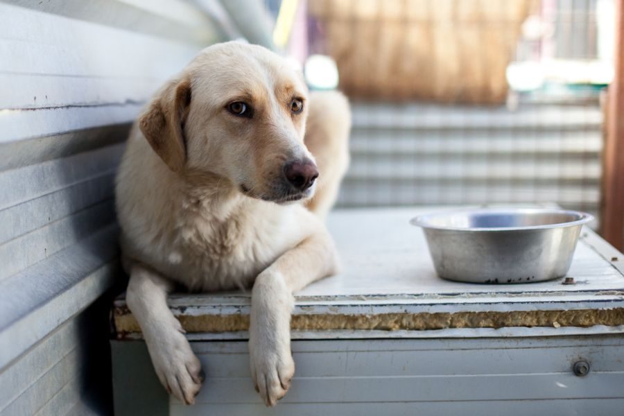 Peaches liegt auf einer Hundehütte und schaut zur Kamera.