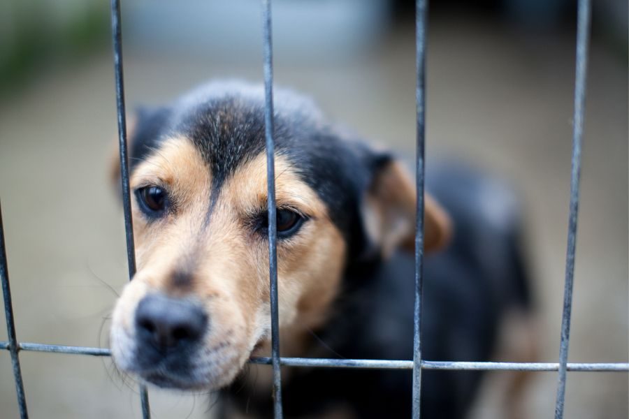 Yoomee schaut traurig durchs Gitter