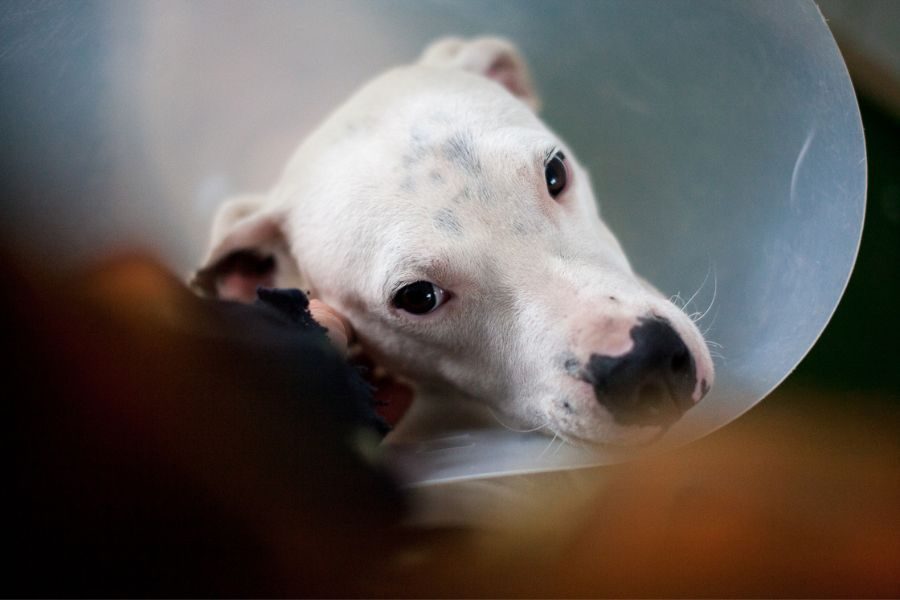 Hündin Fritzi trägt eine Halskrause und wird am Kopf gestreichelt.