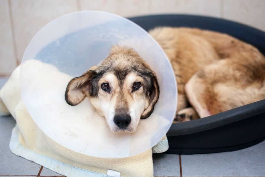 Hund liegt im Körbchen