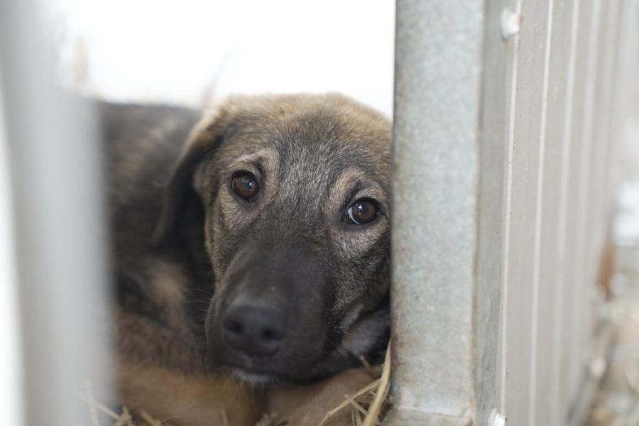 Hund mit beige-schwarzem Fell liegt in seiner Hütte und schaut raus.
