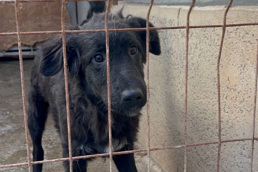 Hund mit schwarzem Fell steht hinter Gittern mit hängenden Ohren.