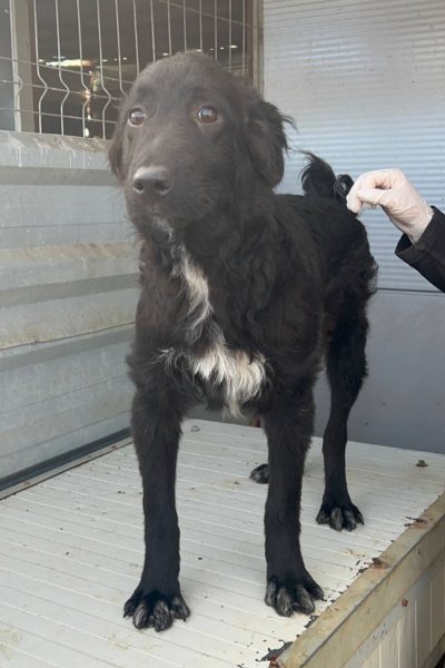 Hund mit schwarzem Fell steht in einem Zwinger und schaut in die Ferne.