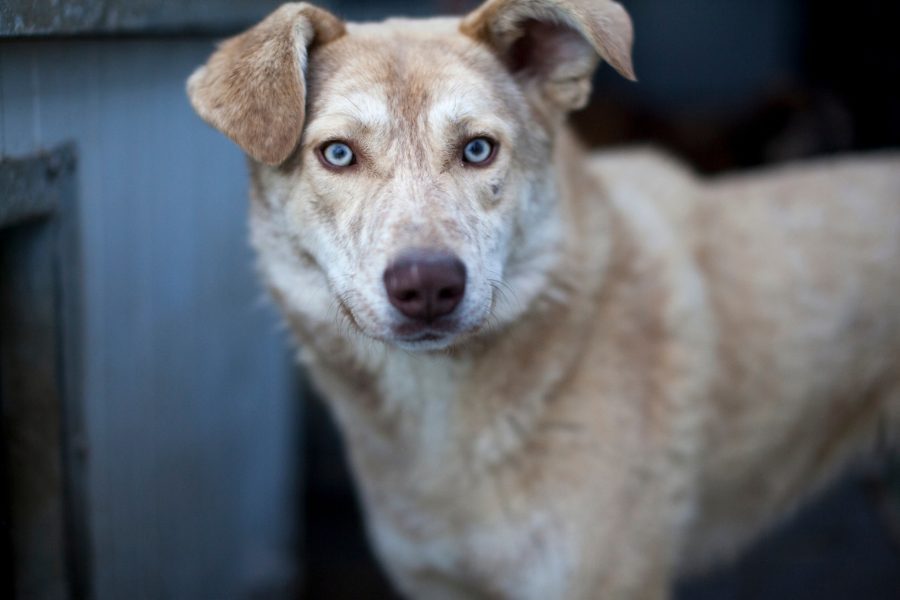 Hund mit beigem Fell sitzt im Zwinger und schaut in die Kamera.