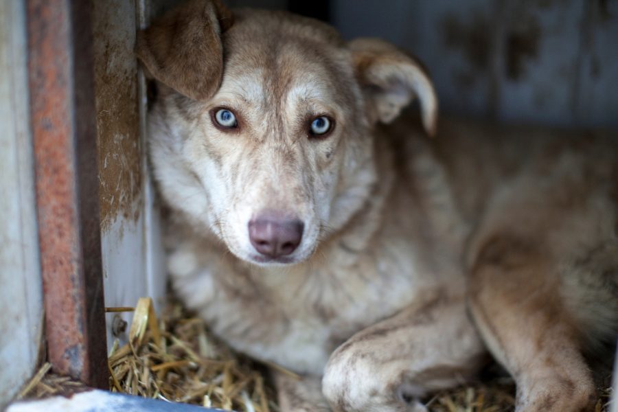 Hund mit beigem Fell sitzt in seinem Häuschen im Zwinger und schaut in die Kamera.