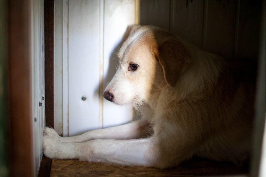 Hündin mit beigem Fell befindet sich in ihrer Hütte und schaut seitlich in die Kamera.