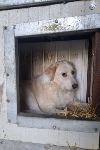 Hündin mit beigem Fell befindet sich in ihrer Hütte und schaut seitlich in die Kamera.