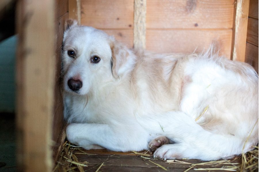 Hündin mit beigem Fell liegt in ihrer Hütte und schaut in die Kamera.
