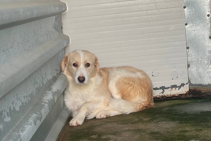 Hündin mit beigem Fell sitzt ganz hinten in der Ecke des Zwingers und schaut in die Kamera.