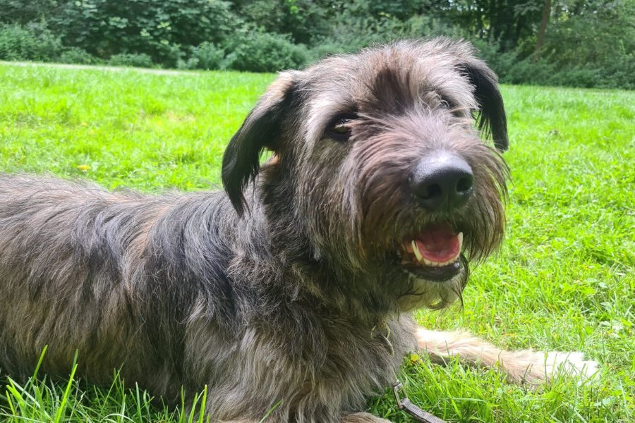 Hund liegt in der Wiese und entspannt