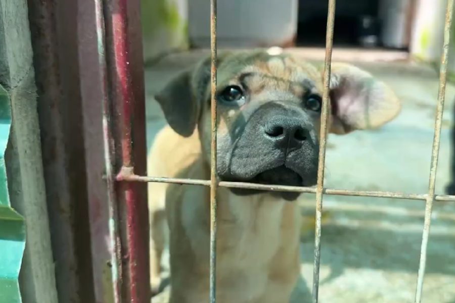 Hund mit beigem Fell ist hinter Gittern und schaut in die Kamera.