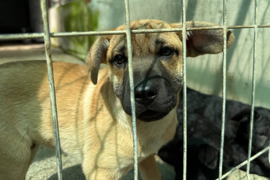 Hund mit beigem Fell ist hinter Gittern und schaut in die Kamera.