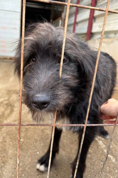 Hund mit schwarzem Feld sitzt hinter Gittern und schaut mit hängenden Ohren in die Kamera.