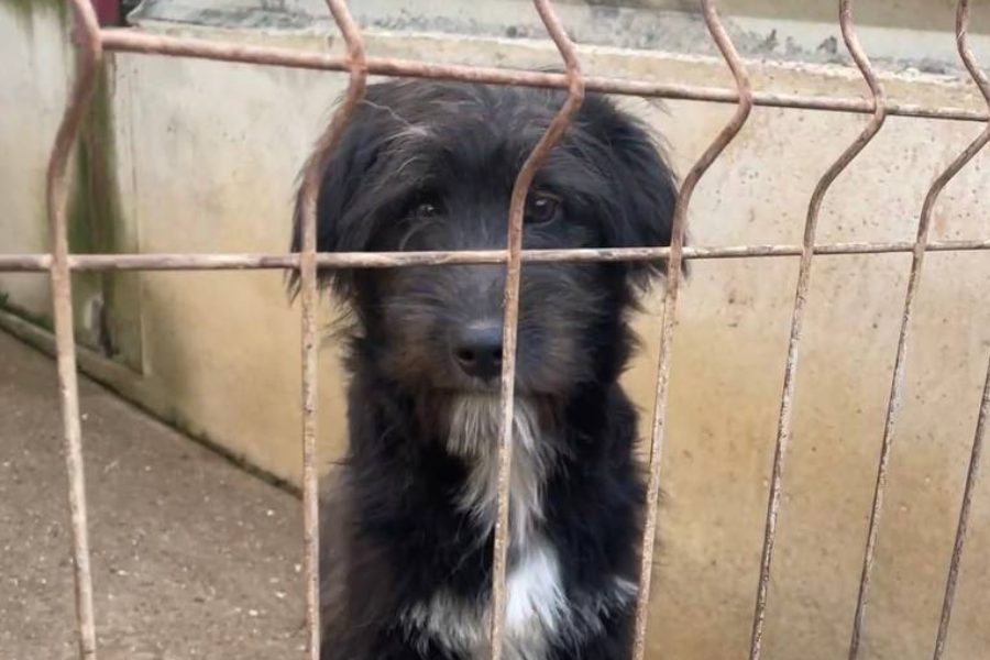 Hund mit schwarzem Feld sitzt hinter Gittern und schaut mit hängenden Ohren in die Kamera.