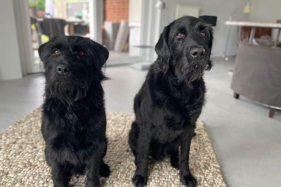 Blacky mit seinem Hundekumpel und Mitbewohner in seinem neuen Zuhause!