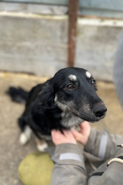 Hund mit schwarzem Fell lässt sich von einem Menschen streicheln.