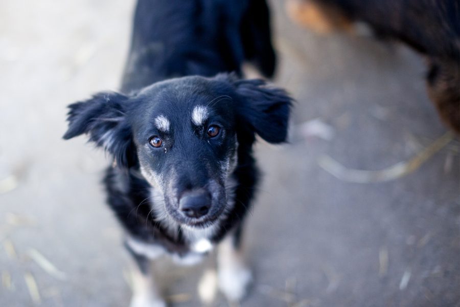 Hund mit schwarzem Fell schaut in die Kamera.