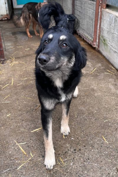 Hund mit schwarzem Fell schaut in die Kamera.