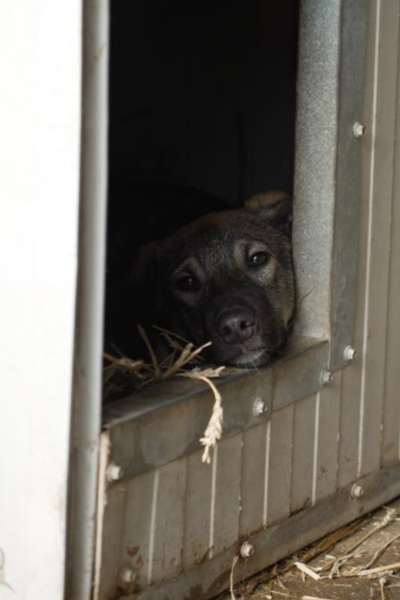 Hund mit beige-schwarzem Fell liegt in seiner Hütte und schaut raus.