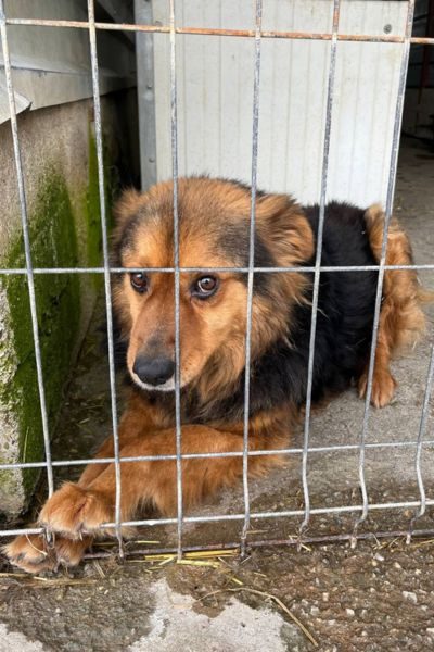 Rüde Luuk liegt traurig in seinem Zwinger und streckt die Vorderpfoten durch das Gitter.