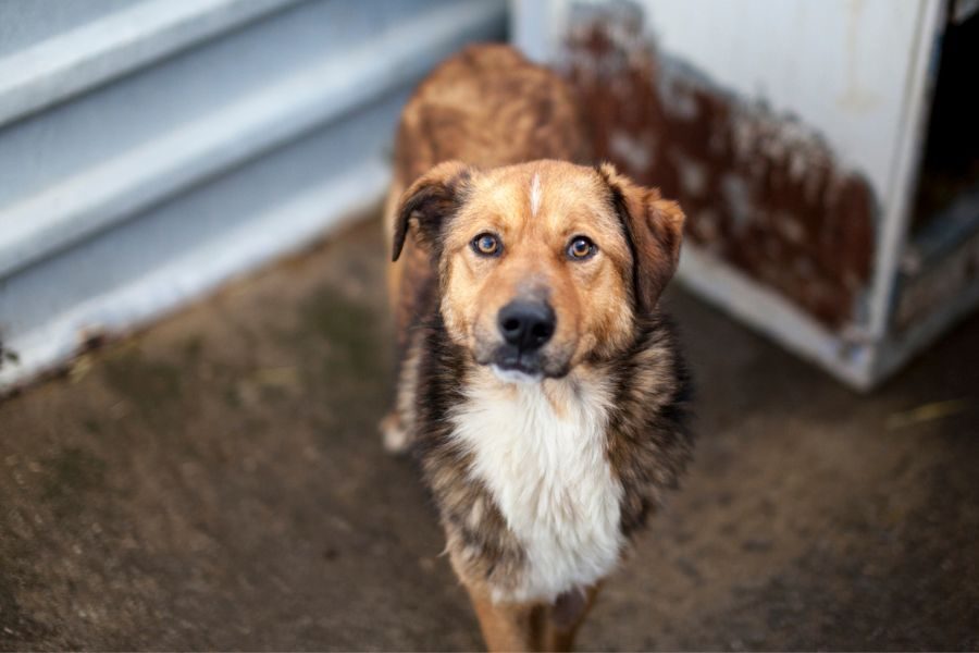 Brauner Rüde Richie mit weißer Brust schaut nach oben in die Kamera