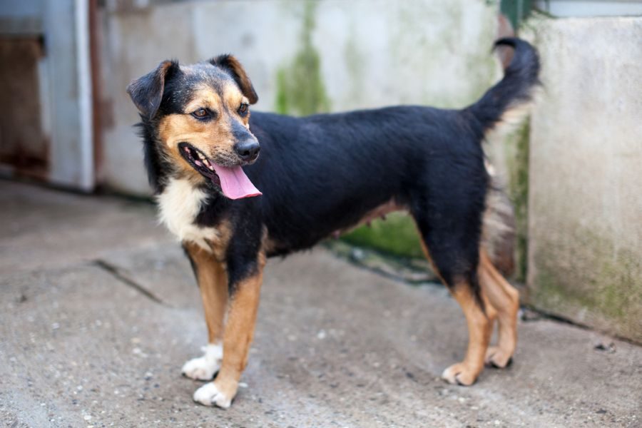 Hund-aus-Rumaenien-adoptieren-Peppy-Hunderettung-Europa