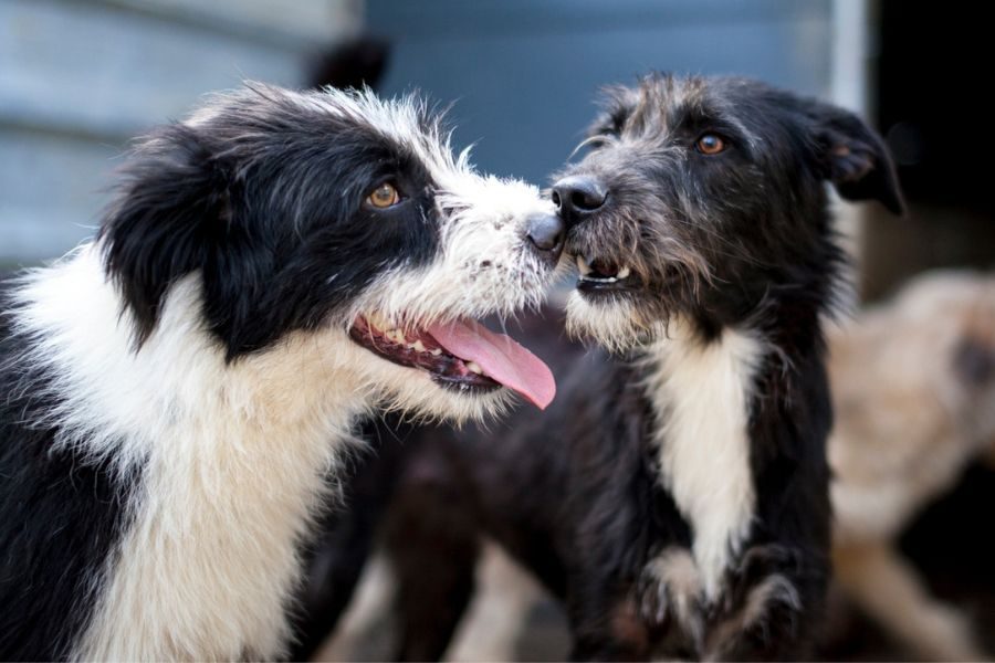 Drax steht im Vordergrund, im Hintergrund befindet sich ein weiterer Hund