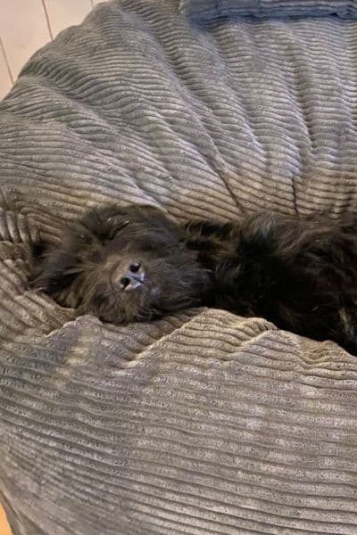 Blacky schläft glücklich in seinem neuen Bett!