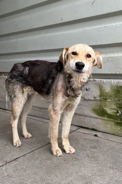 Brauner Hund mit Schlappohren steht im Tierheimzwinger auf Beton
