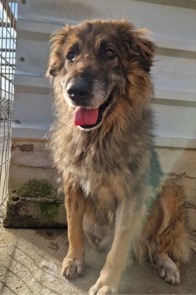 Hund-aus-dem-Tierschutz-Tarek-Hunderettung-Europa