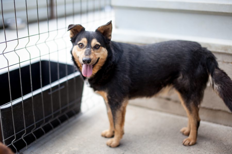 Hund-aus-dem-Tierschutz-retten-Cola-Hunderettung-Europa