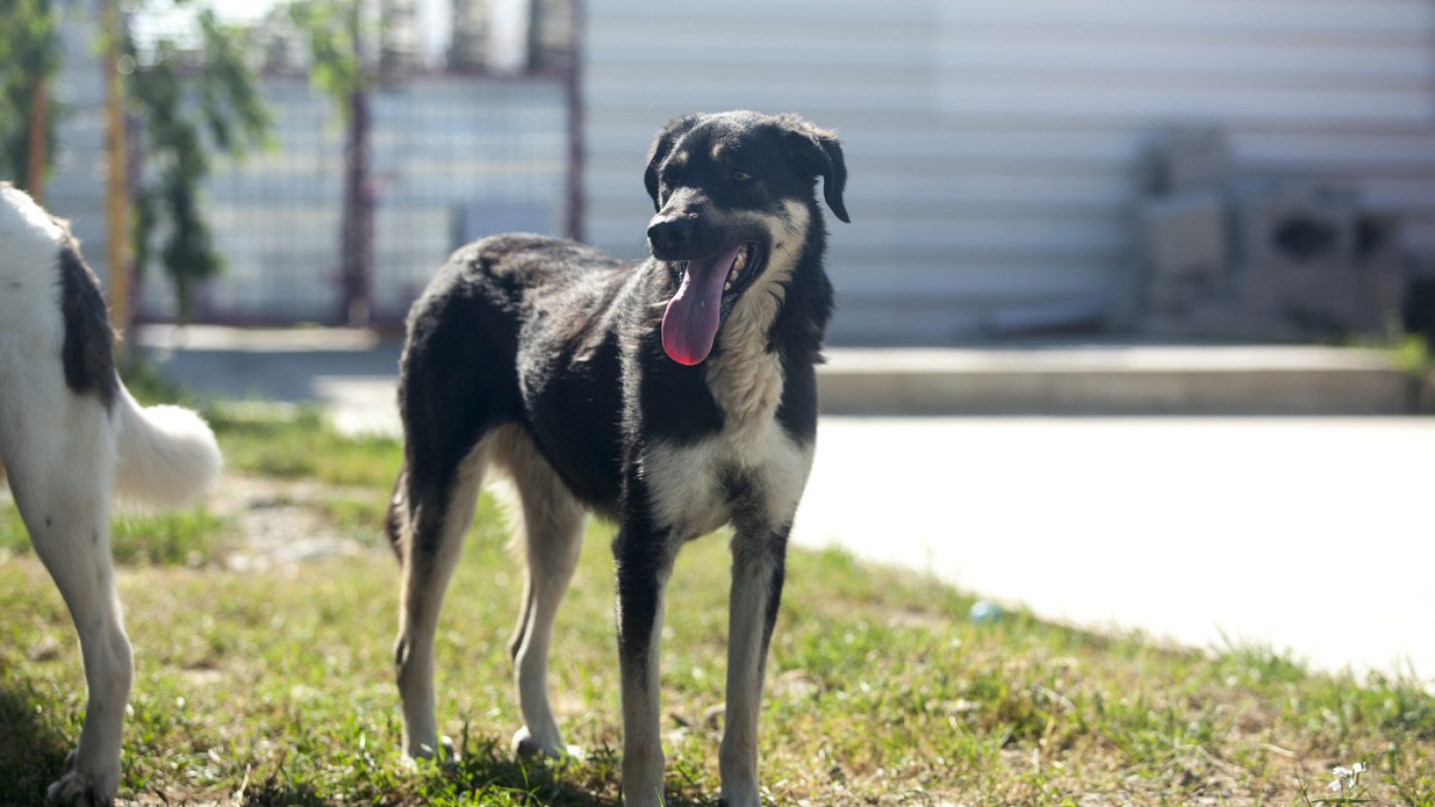 Ein schwarzer Hund steht auf einer Wiese im Sommer und hechelt
