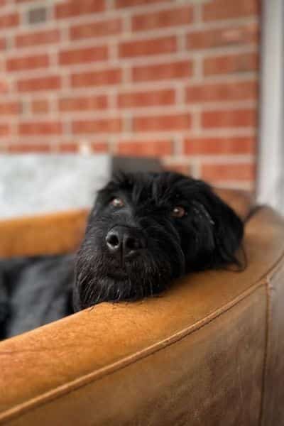 Blacky liegt auf dem Sofa und schaut in die Kamera.