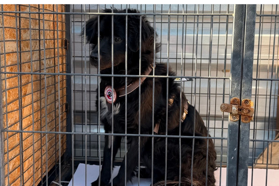 Schwarzer Hund in einer Gitterbox
