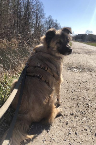 Ein einäugiger Hund mit Schlappohren sitzt auf dem Boden und dreht seinen Kopf in die Richtung der Kamera.