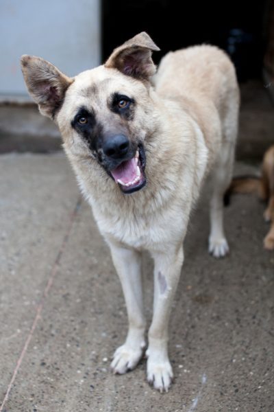 Junco-sucht-ein-neues-Heim-Hunderettung-Europa