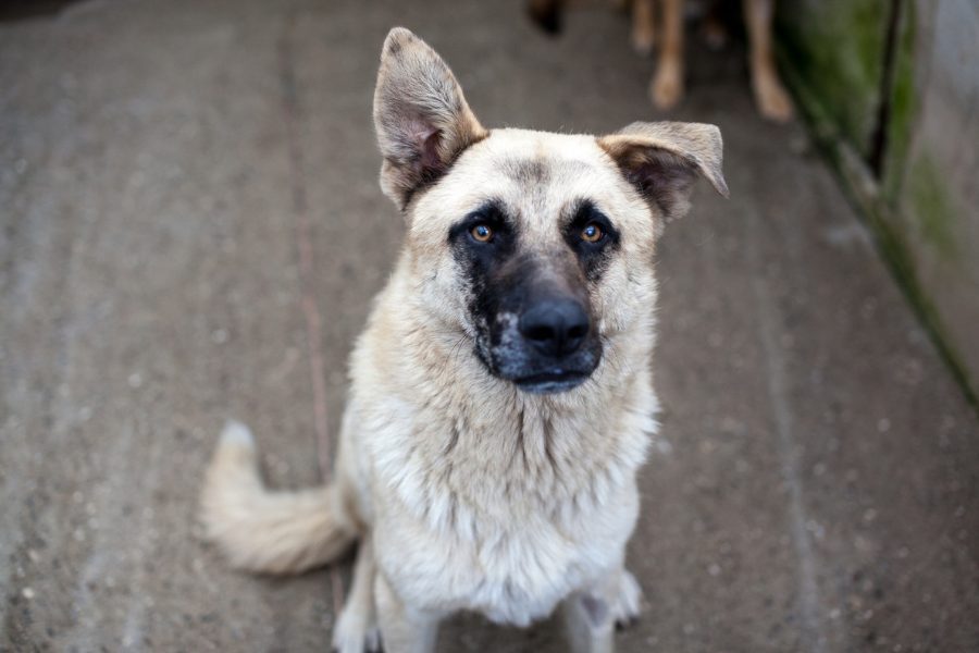 Junco-sucht-ein-neues-Heim-Hunderettung-Europa