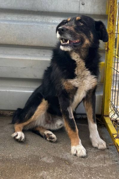 Schwarz-brauner Rüde Kalle sitzt im Tierheim und schaut zur Seite.