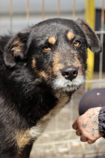 Kalle-sucht-ein-Zuhause-Hunderettung-Europa