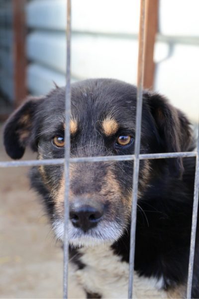 Kalle-sucht-ein-Zuhause-Hunderettung-Europa