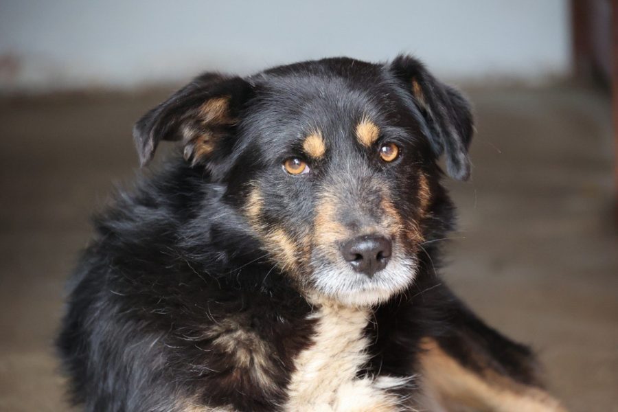 Kalle-sucht-ein-Zuhause-Hunderettung-Europa