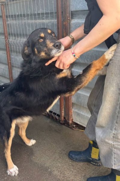 Schwarz-brauner Rüde Kalle steht im Tierheim bei einer Person und sucht Nähe.