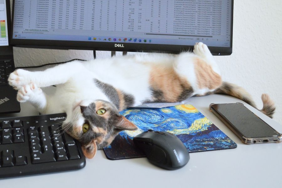Katze_Enja_im_Home_Office