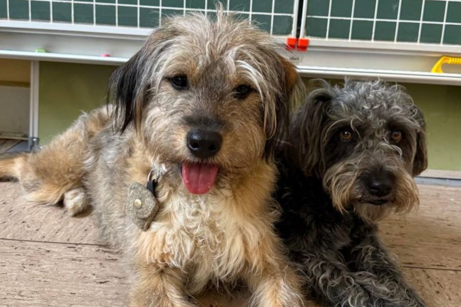 Lenny und Lotta liegen vor der Tafel im Klassenzimmer