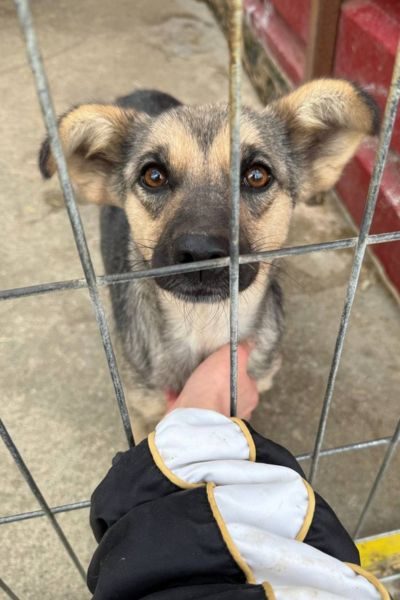 Leoni-Tierschutz-Rumänien-Hunderettung-Europa