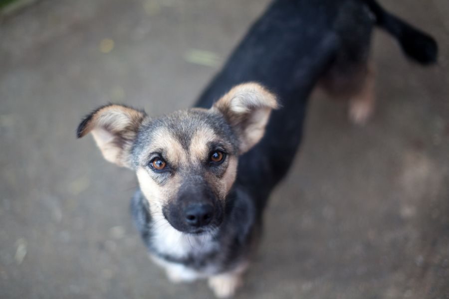 Leoni schaut von unten in die Kamera