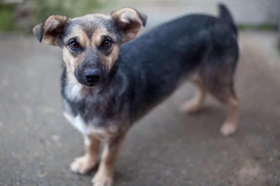 Leoni-wartet-in-Rumänien-Hunderettung-Europa