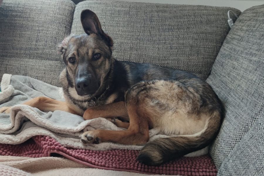 Aang liegt auf dem Sofa, ein Ohr steht ab