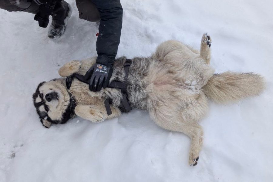 Lilith-sucht-ein-Zuhause-Hunderettung-Europa